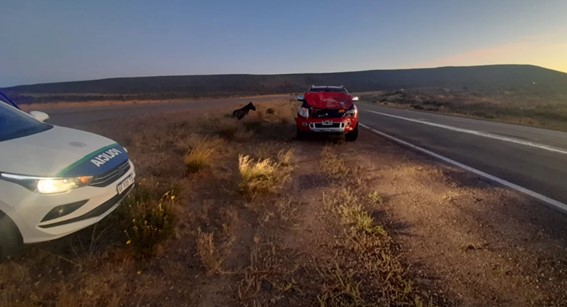 Impactante choque en la Ruta 3: un conductor embistió a un caballo en Rada Till