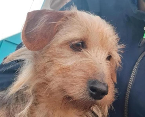 Se busca a “Pochi”, perra pequeña perdida en Comodoro Rivadavia
