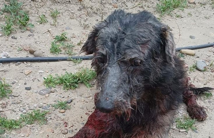 Un perro fue atacado por otro en la zona de La Saladita y vecinos lograron asistirlo